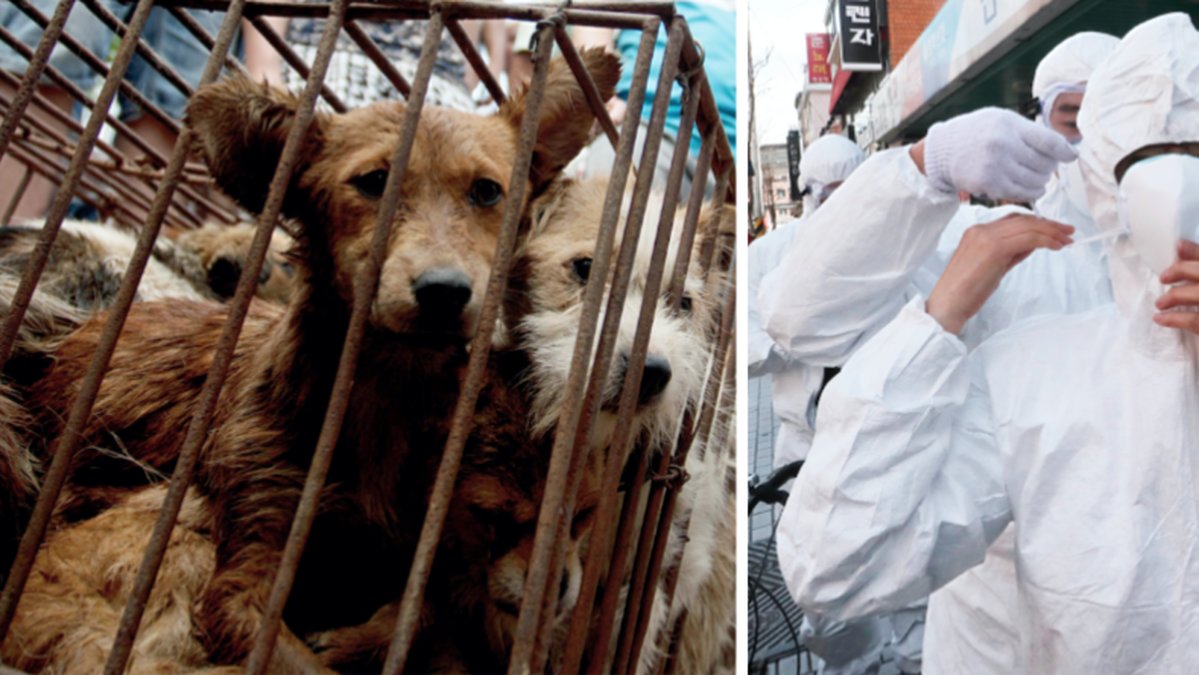 Shenzhen i Kina föreslår ett förbud mot att äta hundkött